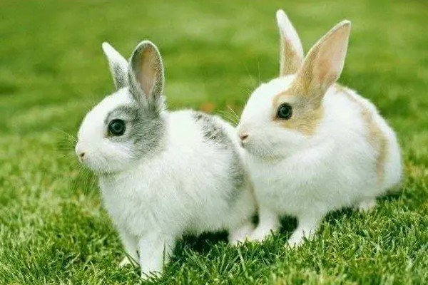 变化无穷是什么生肖