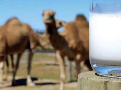 骆驼奶有什么好处和坏处