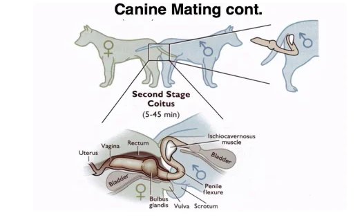 狗狗是怎么锁住的图片