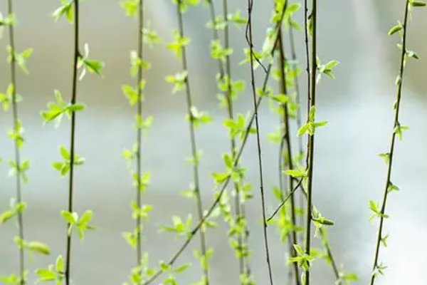 柳枝细长细长的像什么一样？
