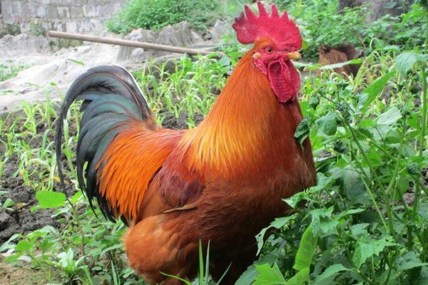 一举成各天下闻 打一生肖