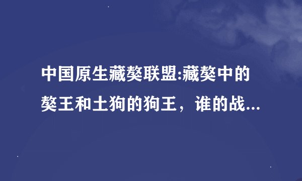 中国原生藏獒联盟:藏獒中的獒王和土狗的狗王，谁的战斗力更强？为什么？