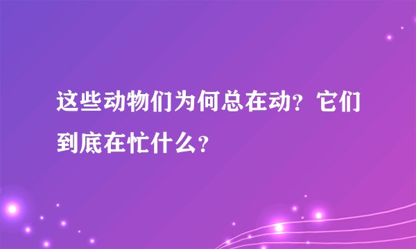 这些动物们为何总在动？它们到底在忙什么？