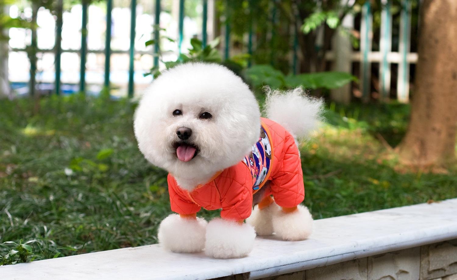 如何看待小动物保护协会呼吁建宠物隔离制度?