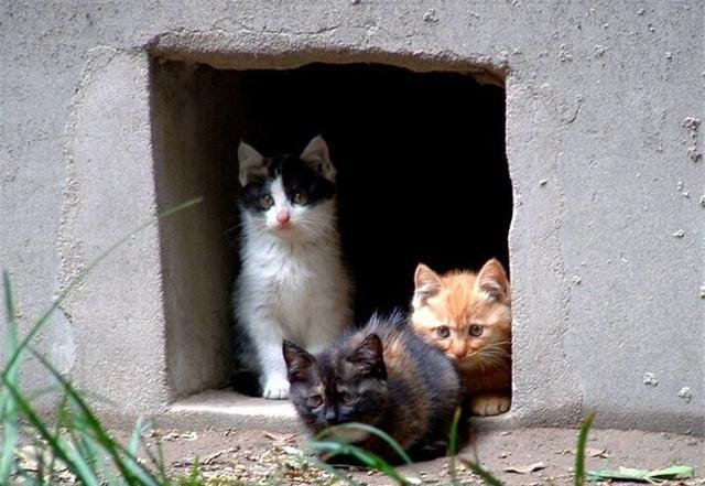 日本田园猫和中华田园猫有哪些明显不同？