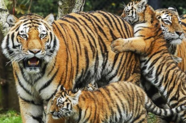 站不住脚,打一生肖