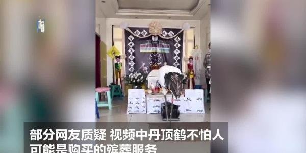 辽宁一老人去世后丹顶鹤“道别”遭网友质疑是殡葬服务，官方：绝不可能