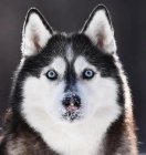 二哈被蛇咬后,脸肿似史努比,这种情况需要去注射血清吗?