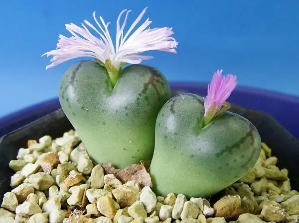 高n车多肉多沉清垣