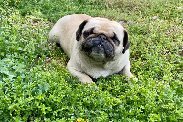 浮文套语是什么动物?