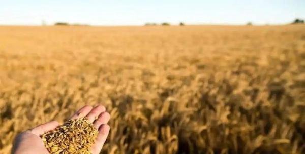 全球粮食再响警报 大米也紧张