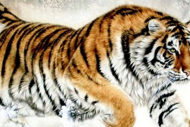 变化无方打一生肖动物