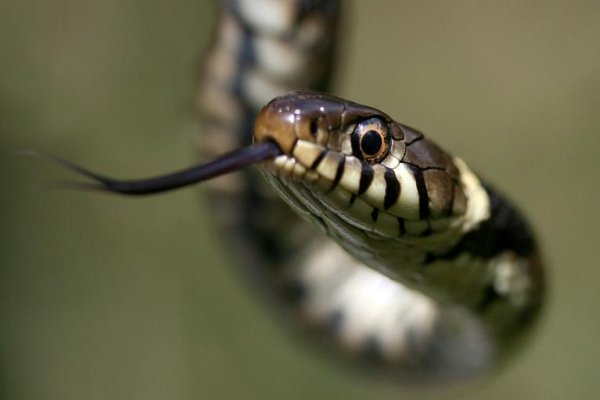 荆棘丛生准确打一生肖