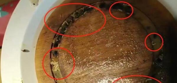 浙江知名牛排连锁餐厅吃出活蛆 市监局：疑托盘存放时间久未清洗