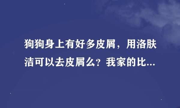 狗狗身上有好多皮屑，用洛肤洁可以去皮屑么？我家的比熊身上有很多皮