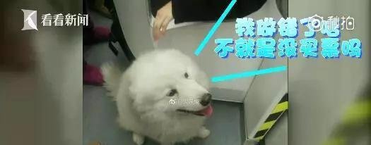 萨摩坐地铁“离家出走”，家长甩锅：都是二哈带坏的？！
