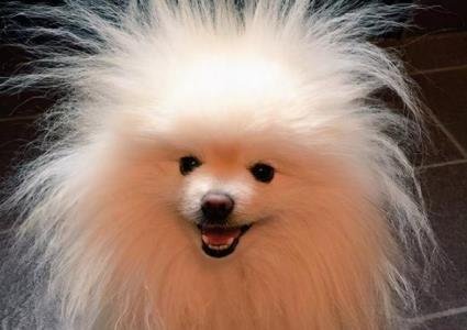 北京犬类留检所的狗北京宠物留检所