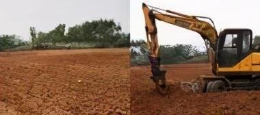 广西男子回乡扫墓,自家坟头竟被推成甘蔗地,男子:没人通知,无地祭拜