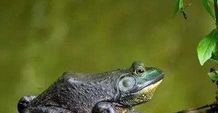 【两主播为博眼球，直播活吞牛蛙，被行政拘留】