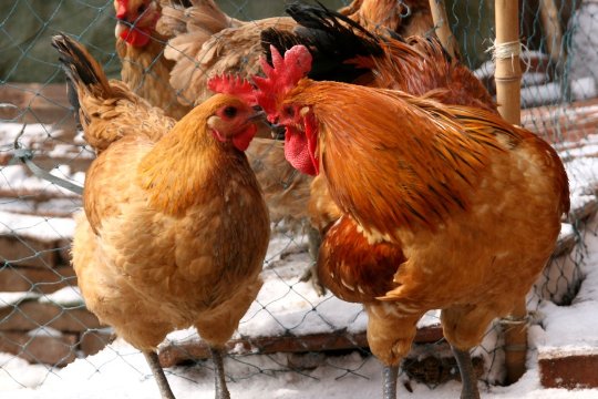 左支右诎猜一生肖