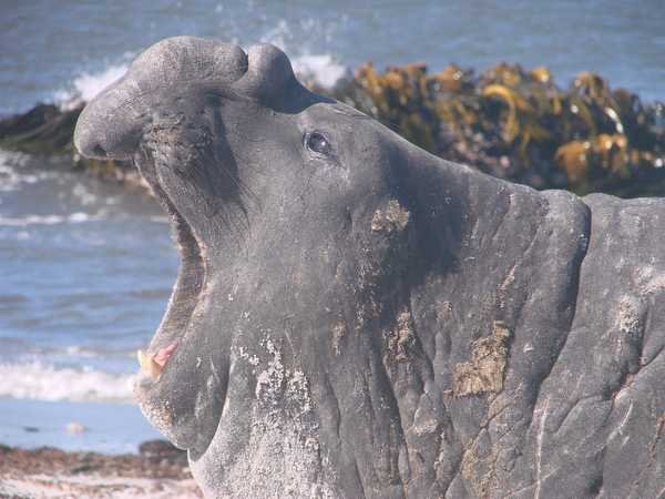 世界上真的有象鼻兽这种动物吗