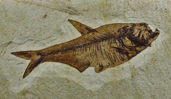 鱼化石值多少钱