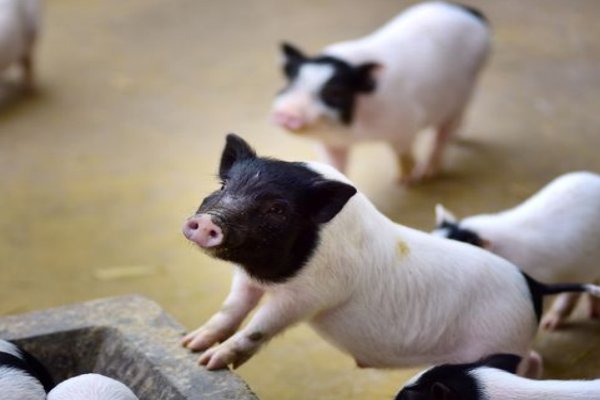 故地重游打一生肖动物