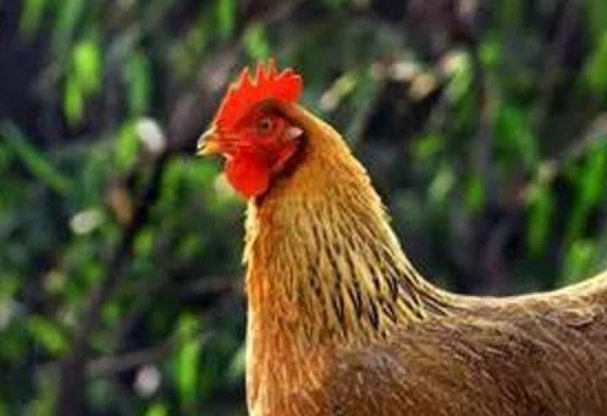 鼠腹鸡肠是什么意思