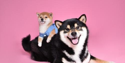 广州批发宠物用品在哪里？