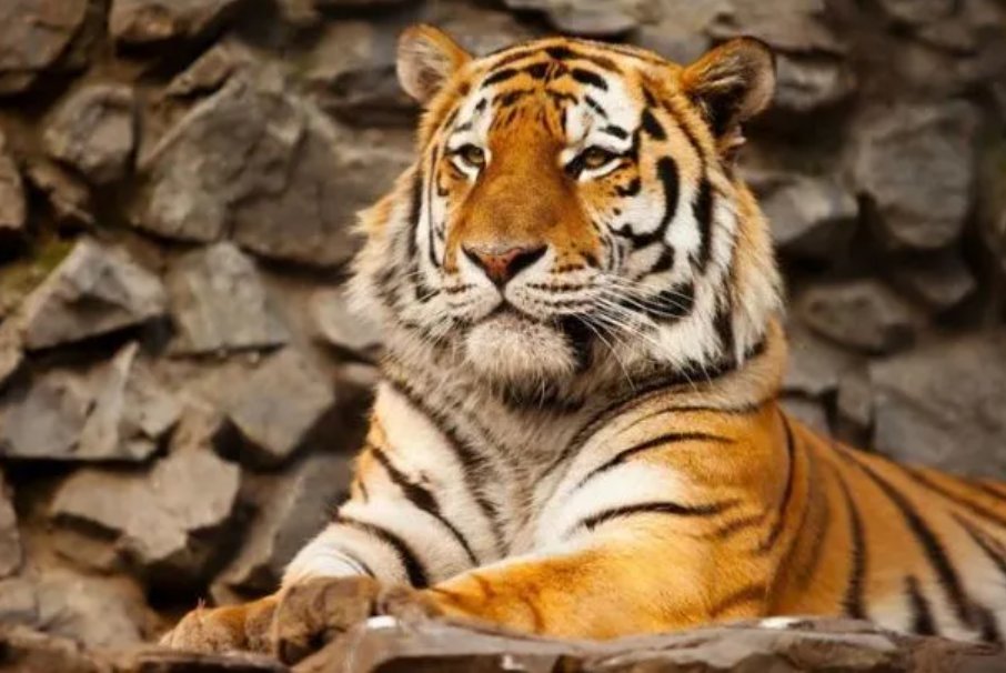 屹然挺立的屹是什么肖