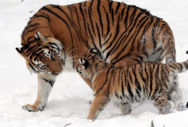 站不住脚,打一生肖