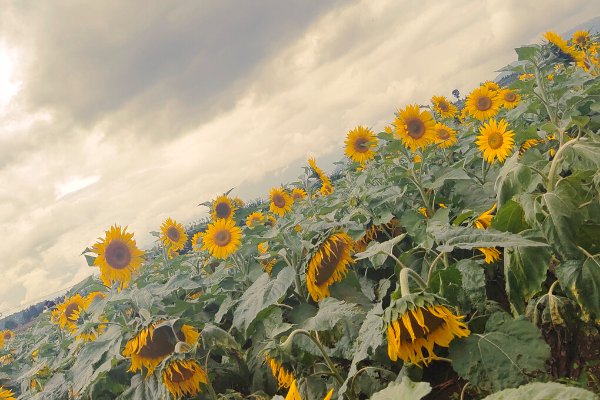 九千七是什么意思