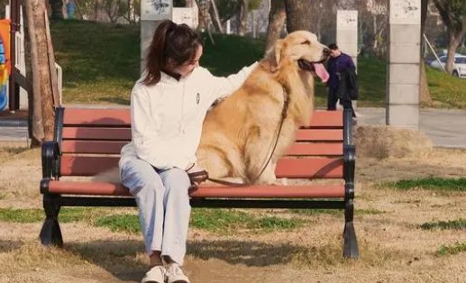 节假日期间的热门职业“伴宠师”是做什么的？