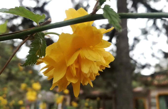 棠棣之情的典故