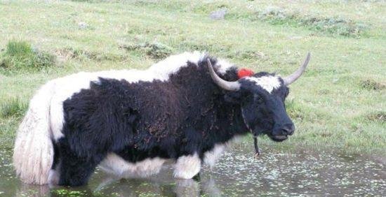 1头牛168万人民币，什么样的牛如此之贵，你吃得起吗？