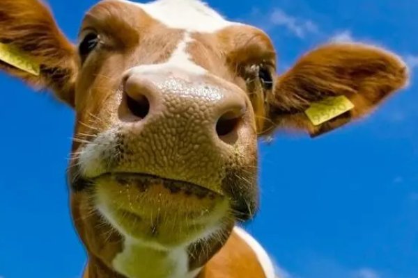 克丁克卯打一个生肖动物