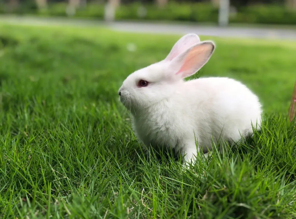 老师的兔子又大又好吃用英语怎么说？