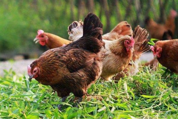 一举成各天下闻 打一生肖