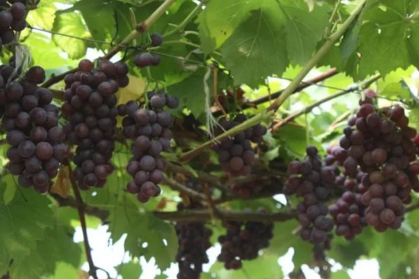 一边吃葡萄一边扒开小括号