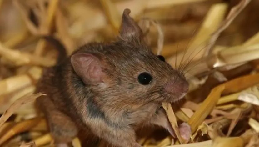 野草丛生是什么意思啊？