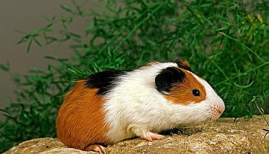 如何判断天竺鼠怀孕了？