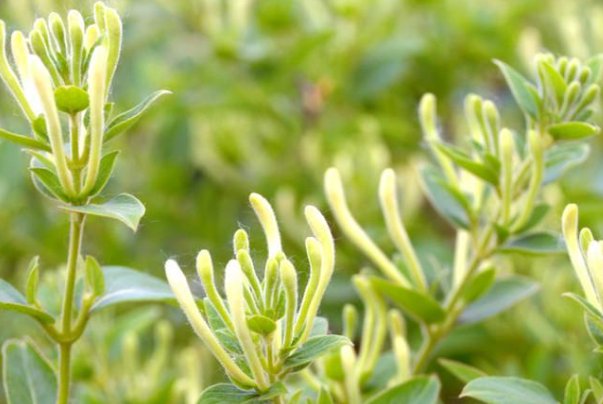 银花指什么生肖