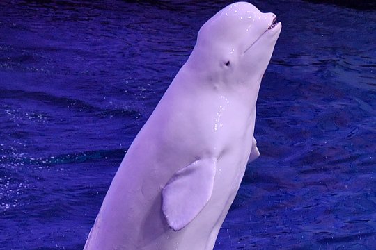 亚特兰蒂斯最大的员工