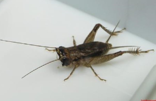 大扁头蟋是什么？