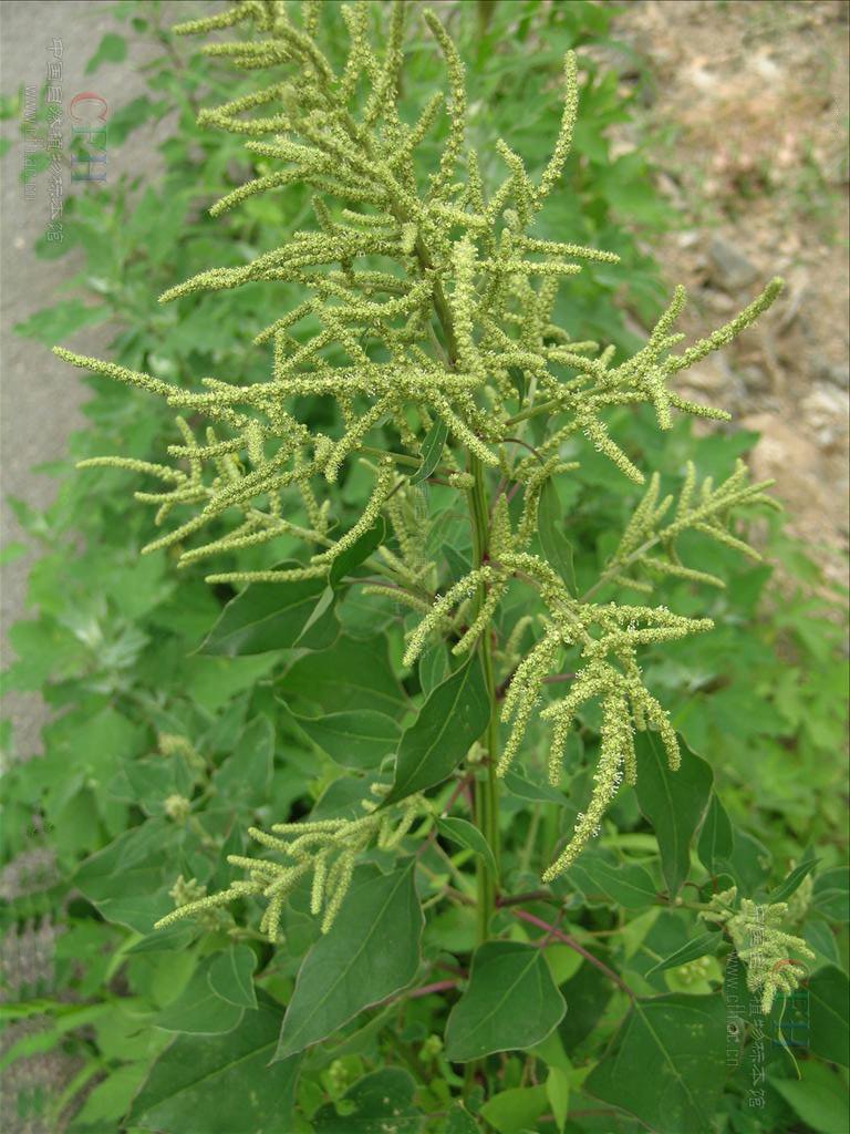 尖头叶藜的主要价值