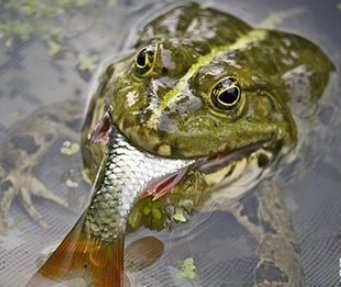 小青蛙吃什么害虫啊？