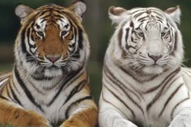 变化无方打一生肖动物