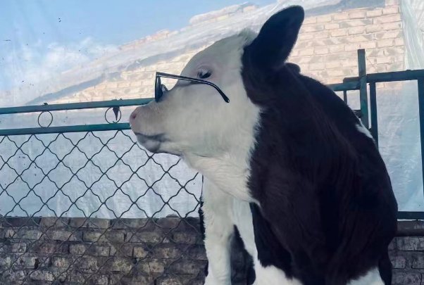 英勇不屈打一个独什么生肖的动物