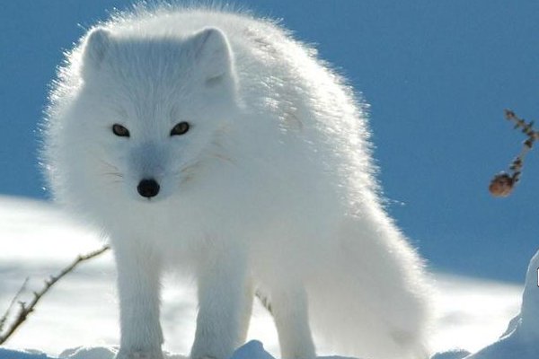 千年的白狐唯美诗句