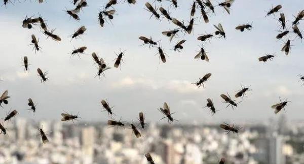 英国出现长达80公里的飞蚁群，气象雷达都被干扰，显示为降雨出现